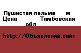 Пушистая пальма 1,5 м › Цена ­ 3 000 - Тамбовская обл.  »    